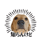 フォックスレッド·ラブラドール1Foxredlab（個別スタンプ：14）