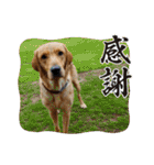 フォックスレッド·ラブラドール1Foxredlab（個別スタンプ：16）