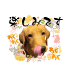 フォックスレッド·ラブラドール1Foxredlab（個別スタンプ：17）