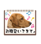 フォックスレッド·ラブラドール1Foxredlab（個別スタンプ：23）