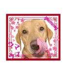 フォックスレッド·ラブラドール1Foxredlab（個別スタンプ：24）