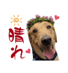 フォックスレッド·ラブラドール1Foxredlab（個別スタンプ：27）