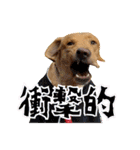 フォックスレッド·ラブラドール1Foxredlab（個別スタンプ：30）