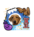 フォックスレッド·ラブラドール1Foxredlab（個別スタンプ：36）