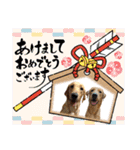 フォックスレッド·ラブラドール1Foxredlab（個別スタンプ：37）