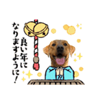 フォックスレッド·ラブラドール1Foxredlab（個別スタンプ：38）