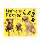 フォックスレッド·ラブラドール1Foxredlab（個別スタンプ：39）
