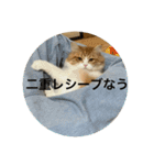 マンチカンのもなかさん（個別スタンプ：2）