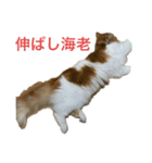 マンチカンのもなかさん（個別スタンプ：3）