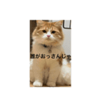 マンチカンのもなかさん（個別スタンプ：4）