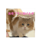 マンチカンのもなかさん（個別スタンプ：5）