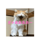 マンチカンのもなかさん（個別スタンプ：6）
