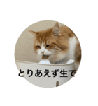 マンチカンのもなかさん（個別スタンプ：8）