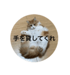 マンチカンのもなかさん（個別スタンプ：9）