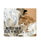 マンチカンのもなかさん（個別スタンプ：11）