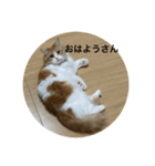 マンチカンのもなかさん（個別スタンプ：16）