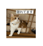 マンチカンのもなかさん（個別スタンプ：17）