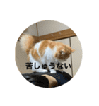 マンチカンのもなかさん（個別スタンプ：19）