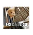 マンチカンのもなかさん（個別スタンプ：23）