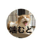 マンチカンのもなかさん（個別スタンプ：26）
