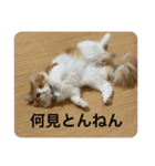 マンチカンのもなかさん（個別スタンプ：27）