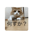 マンチカンのもなかさん（個別スタンプ：28）
