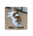 マンチカンのもなかさん（個別スタンプ：29）