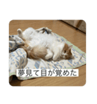 マンチカンのもなかさん（個別スタンプ：31）