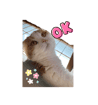 猫のまなちゃん2（個別スタンプ：2）