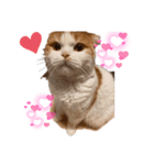 猫のまなちゃん2（個別スタンプ：3）