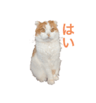 猫のまなちゃん2（個別スタンプ：4）