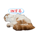 猫のまなちゃん2（個別スタンプ：5）