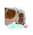 猫のまなちゃん2（個別スタンプ：6）