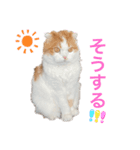 猫のまなちゃん2（個別スタンプ：7）