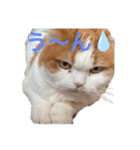 猫のまなちゃん2（個別スタンプ：8）