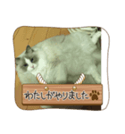 ネコネコ08（個別スタンプ：4）