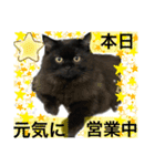 黒猫 ルナ院長31にゃんめ（個別スタンプ：1）