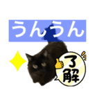 黒猫 ルナ院長31にゃんめ（個別スタンプ：2）