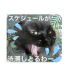 黒猫 ルナ院長31にゃんめ（個別スタンプ：6）