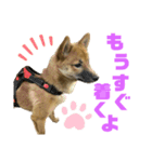 つつじちゃんスタンプ（個別スタンプ：8）