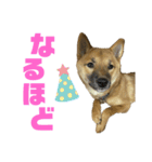 つつじちゃんスタンプ（個別スタンプ：10）