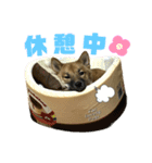 つつじちゃんスタンプ（個別スタンプ：13）