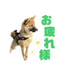 つつじちゃんスタンプ（個別スタンプ：16）