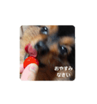西瓜丸 挨拶スタンプ（個別スタンプ：2）