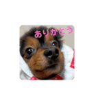 西瓜丸 挨拶スタンプ（個別スタンプ：3）