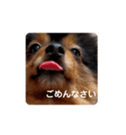西瓜丸 挨拶スタンプ（個別スタンプ：4）