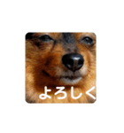 西瓜丸 挨拶スタンプ（個別スタンプ：5）