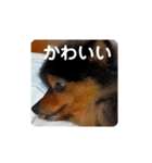 西瓜丸 挨拶スタンプ（個別スタンプ：10）
