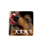 西瓜丸 挨拶スタンプ（個別スタンプ：11）