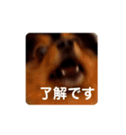 西瓜丸 挨拶スタンプ（個別スタンプ：12）